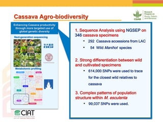 Positioning CIAT as leader in next generation breeding for roots, tubers and bananas