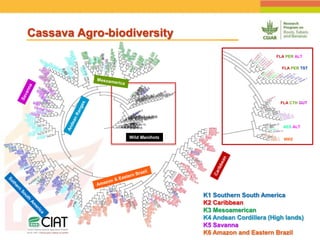 Positioning CIAT as leader in next generation breeding for roots, tubers and bananas