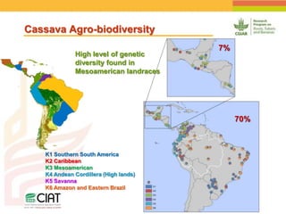 Positioning CIAT as leader in next generation breeding for roots, tubers and bananas