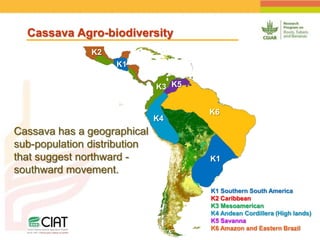 Positioning CIAT as leader in next generation breeding for roots, tubers and bananas