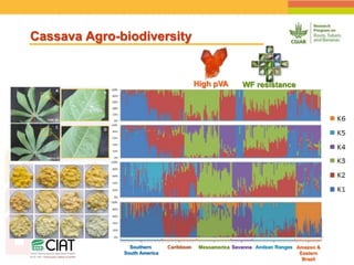 Positioning CIAT as leader in next generation breeding for roots, tubers and bananas