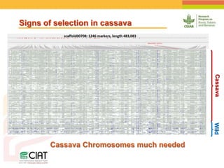 Positioning CIAT as leader in next generation breeding for roots, tubers and bananas