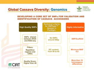Positioning CIAT as leader in next generation breeding for roots, tubers and bananas