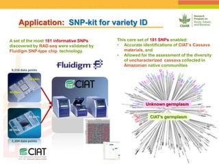 Positioning CIAT as leader in next generation breeding for roots, tubers and bananas