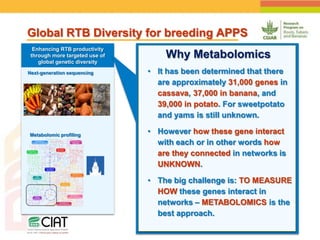 Positioning CIAT as leader in next generation breeding for roots, tubers and bananas