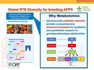 Positioning CIAT as leader in next generation breeding for roots, tubers and bananas