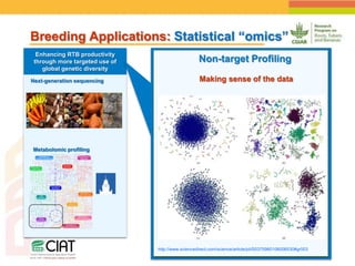 Positioning CIAT as leader in next generation breeding for roots, tubers and bananas