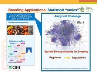 Positioning CIAT as leader in next generation breeding for roots, tubers and bananas