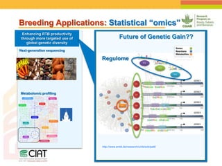 Positioning CIAT as leader in next generation breeding for roots, tubers and bananas