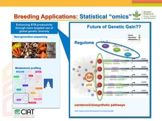 Positioning CIAT as leader in next generation breeding for roots, tubers and bananas