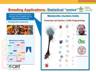 Positioning CIAT as leader in next generation breeding for roots, tubers and bananas