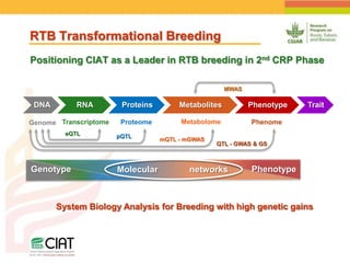 Positioning CIAT as leader in next generation breeding for roots, tubers and bananas