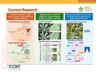 Positioning CIAT as leader in next generation breeding for roots, tubers and bananas