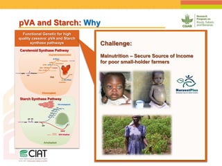 Positioning CIAT as leader in next generation breeding for roots, tubers and bananas