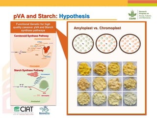 Positioning CIAT as leader in next generation breeding for roots, tubers and bananas