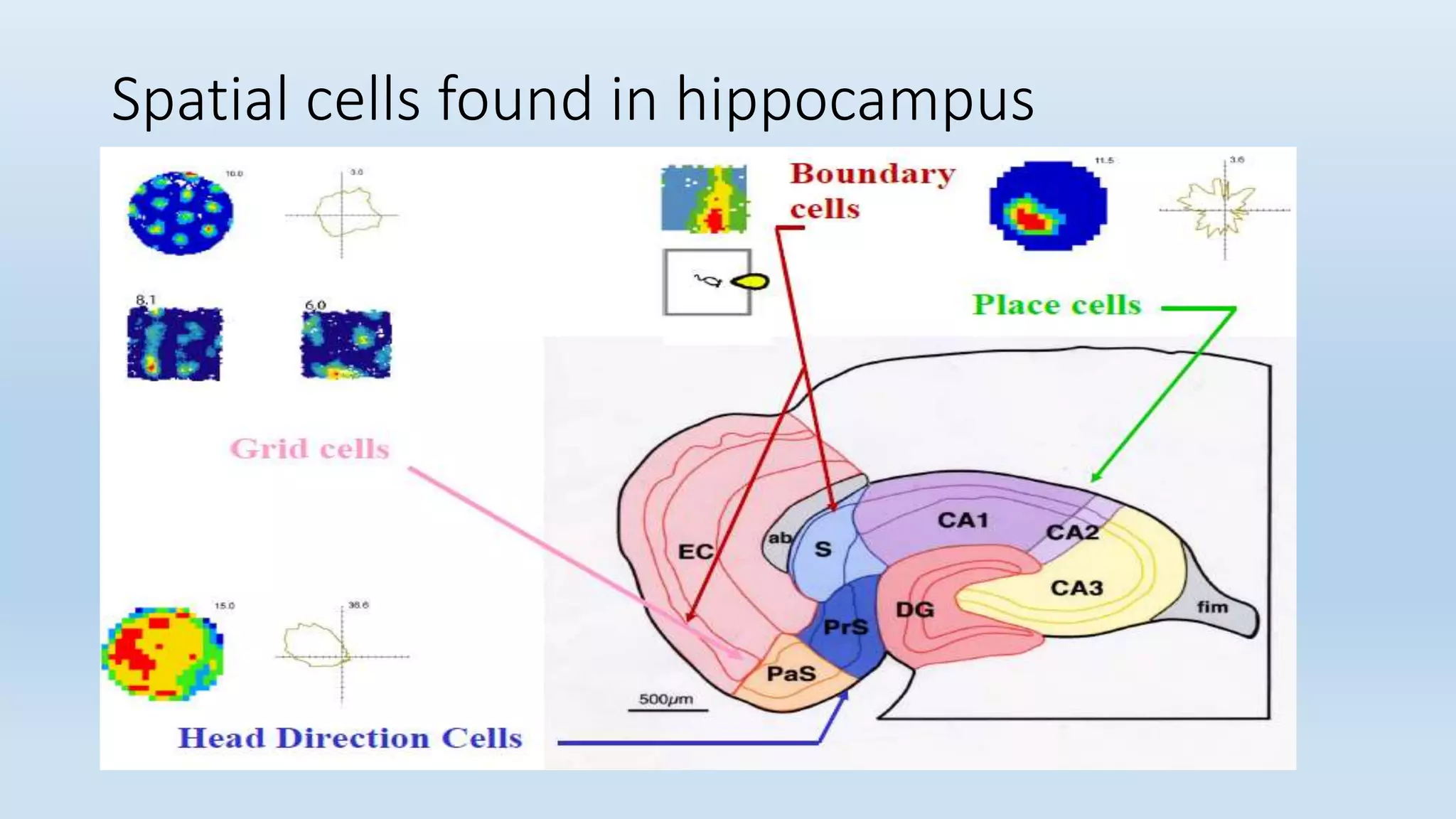 Spatial cells found in hippocampus
 
