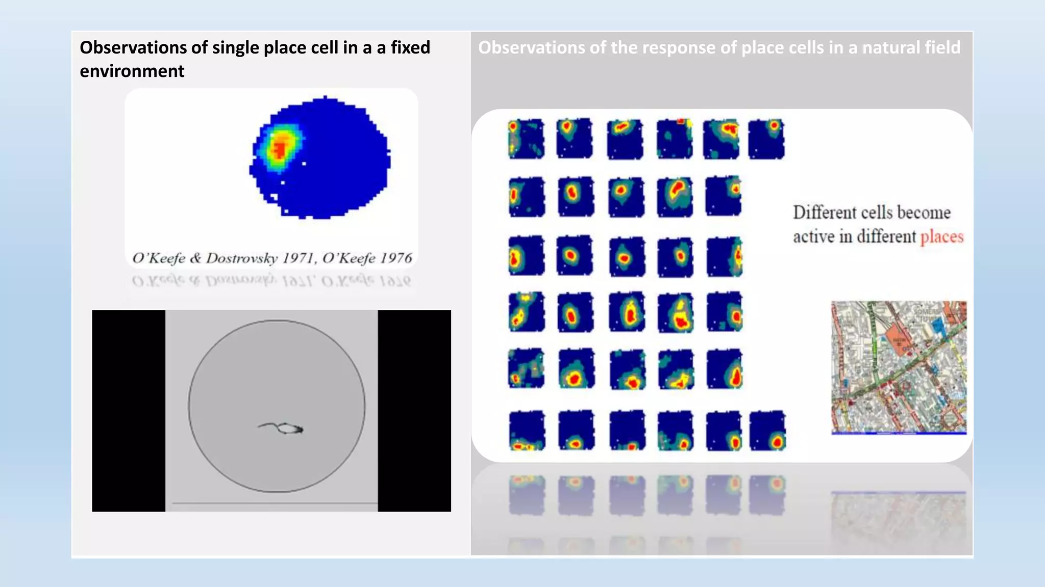 Observations of single place cell in a a fixed
environment
Observations of the response of place cells in a natural field
 