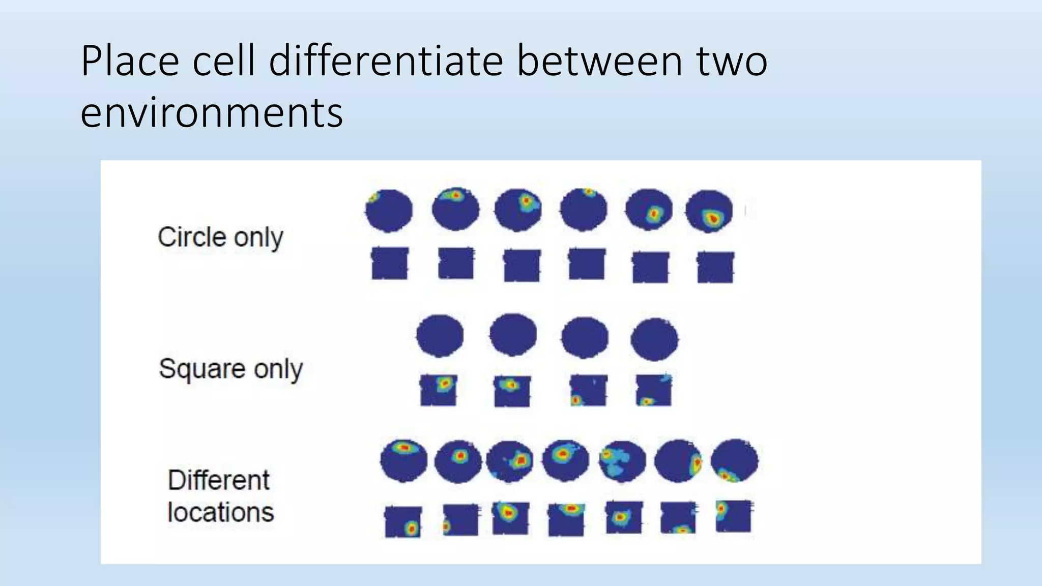 Place cell differentiate between two
environments
 