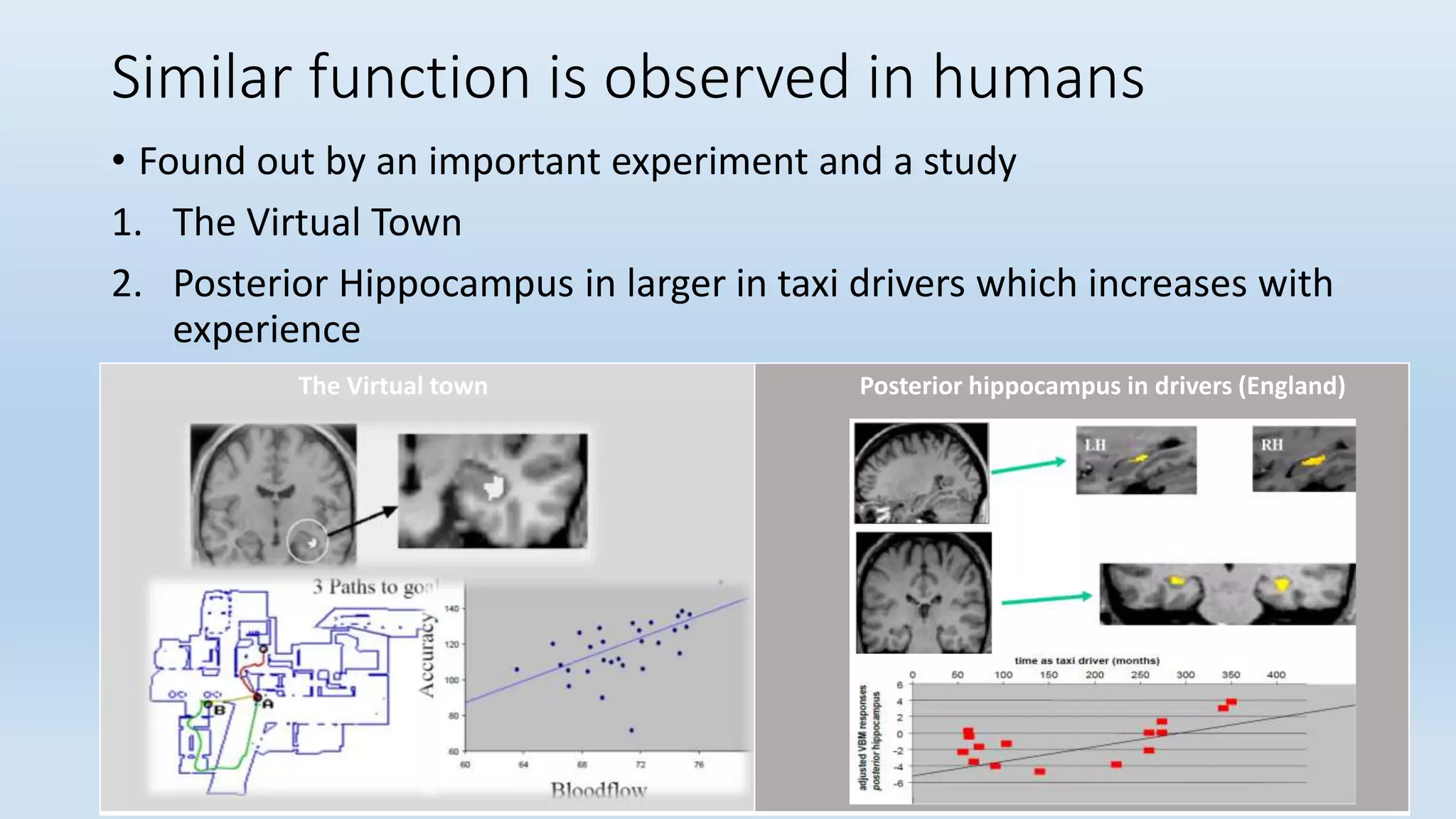 Similar function is observed in humans
• Found out by an important experiment and a study
1. The Virtual Town
2. Posterior Hippocampus in larger in taxi drivers which increases with
experience
The Virtual town Posterior hippocampus in drivers (England)
 