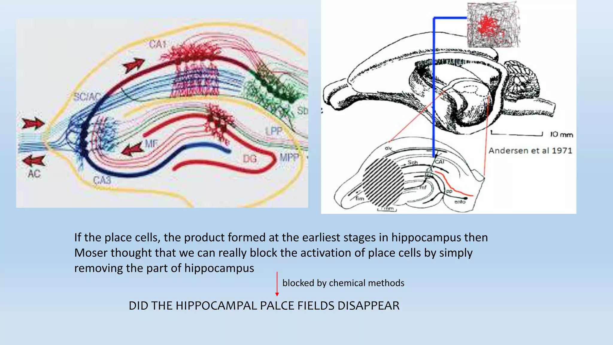 If the place cells, the product formed at the earliest stages in hippocampus then
Moser thought that we can really block the activation of place cells by simply
removing the part of hippocampus
blocked by chemical methods
DID THE HIPPOCAMPAL PALCE FIELDS DISAPPEAR
 