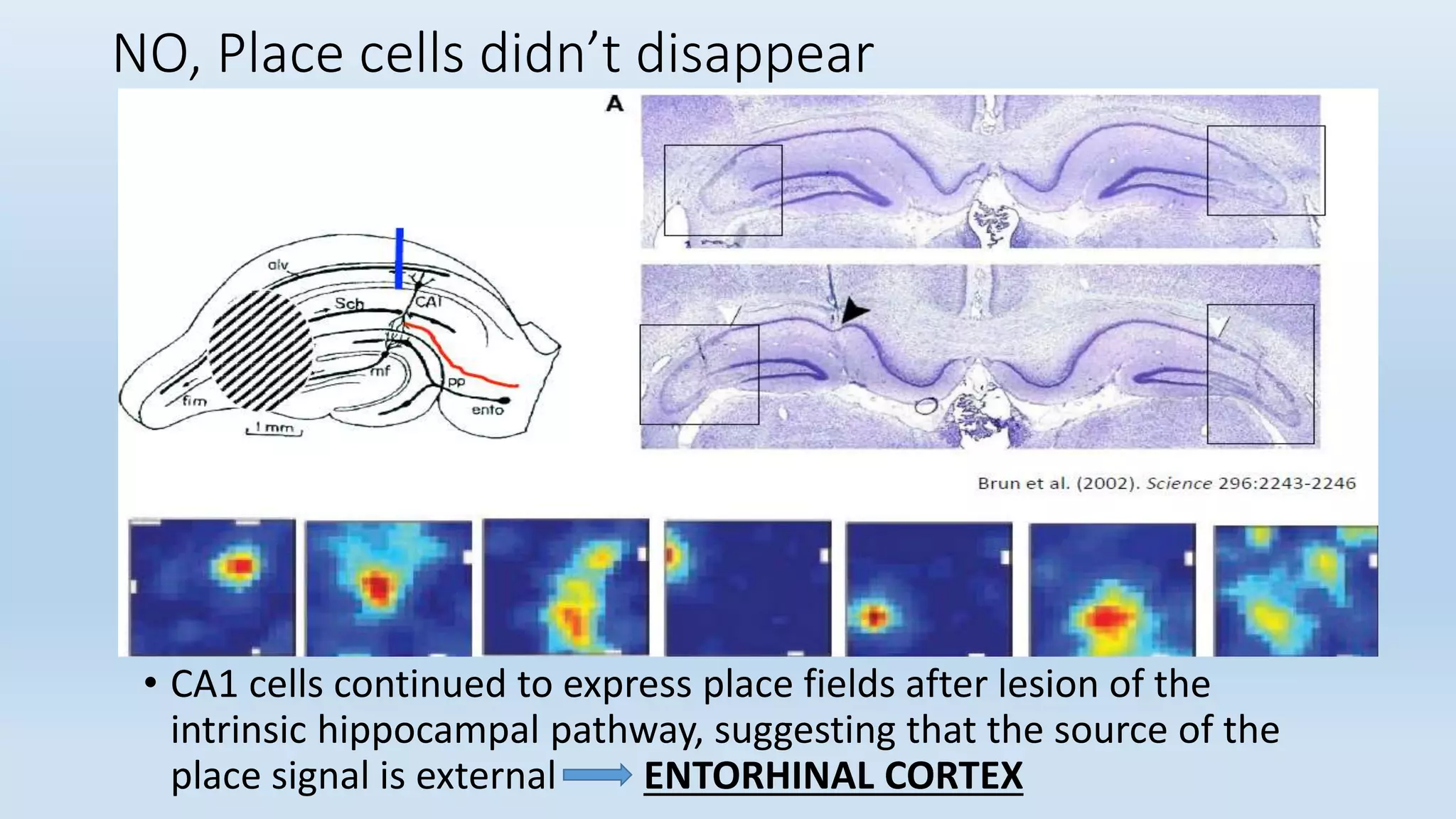 NO, Place cells didn’t disappear
• CA1 cells continued to express place fields after lesion of the
intrinsic hippocampal pathway, suggesting that the source of the
place signal is external ENTORHINAL CORTEX
 