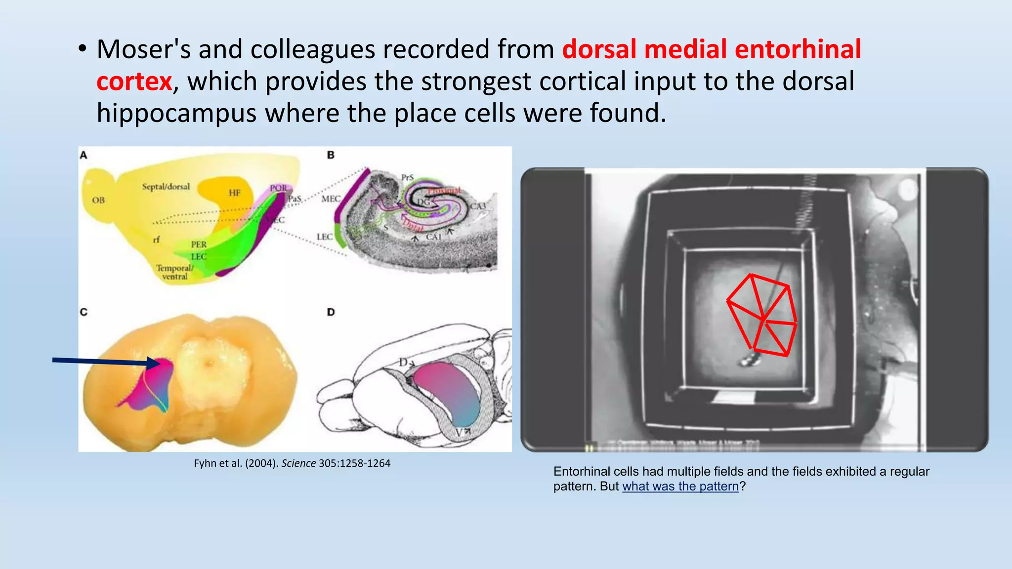 • Moser's and colleagues recorded from dorsal medial entorhinal
cortex, which provides the strongest cortical input to the dorsal
hippocampus where the place cells were found.
Fyhn et al. (2004). Science 305:1258-1264
Entorhinal cells had multiple fields and the fields exhibited a regular
pattern. But what was the pattern?
 