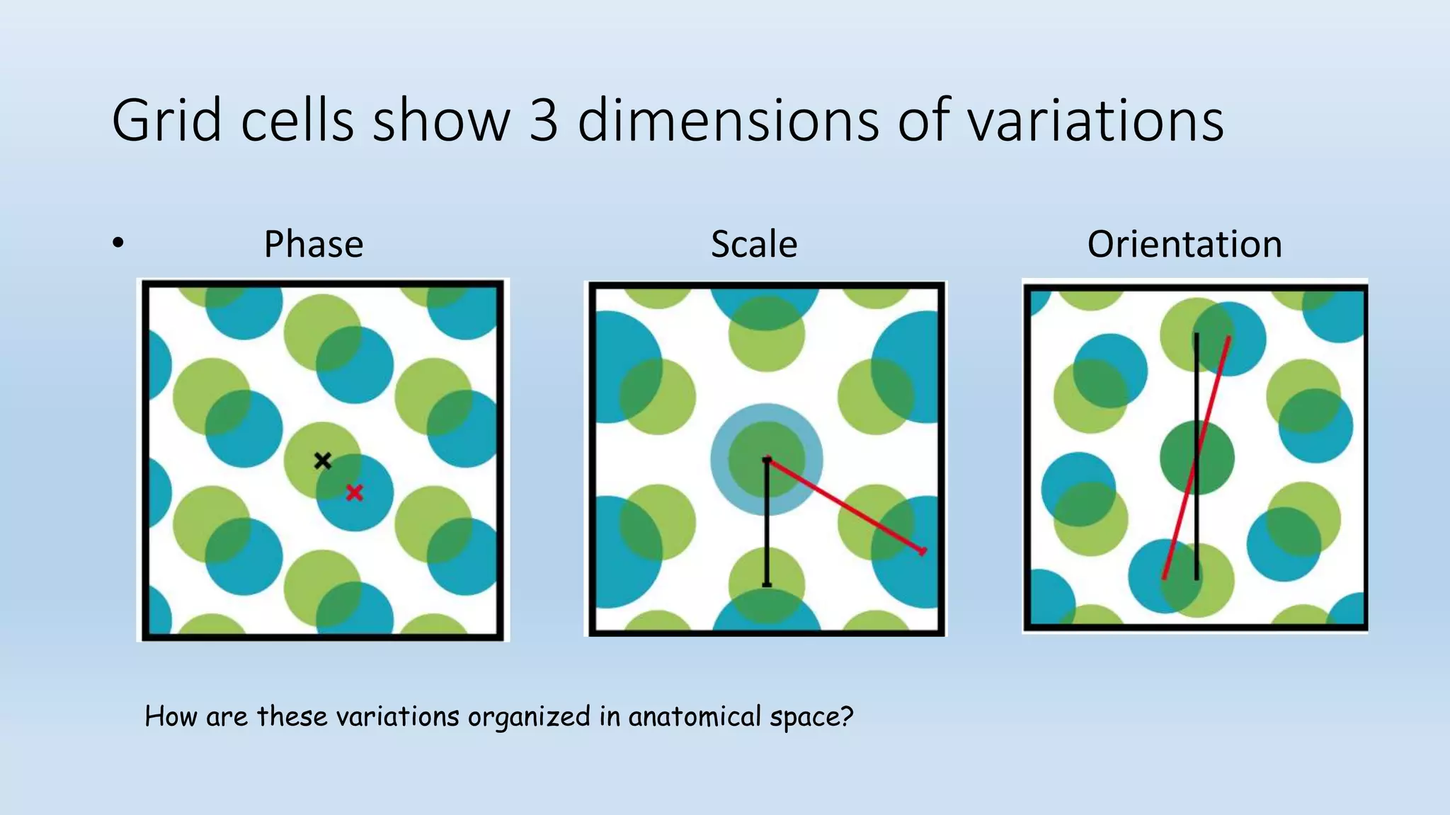 Grid cells show 3 dimensions of variations
• Phase Scale Orientation
How are these variations organized in anatomical space?
 