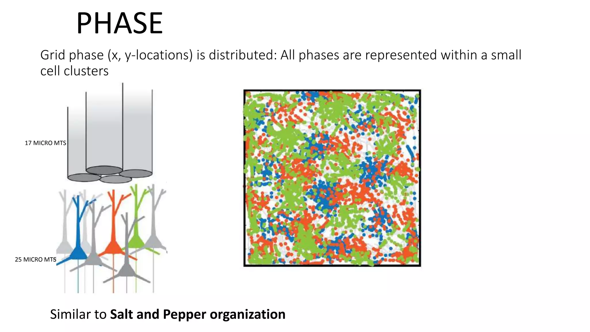Grid phase (x, y-locations) is distributed: All phases are represented within a small
cell clusters
17 MICRO MTS
25 MICRO MTS
Similar to Salt and Pepper organization
PHASE
 