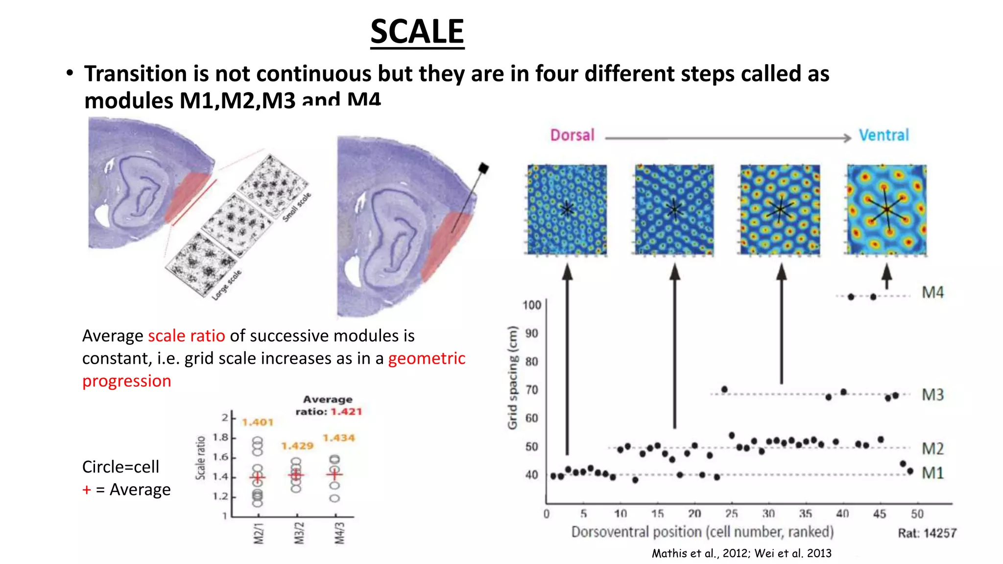 • Transition is not continuous but they are in four different steps called as
modules M1,M2,M3 and M4
Average scale ratio of successive modules is
constant, i.e. grid scale increases as in a geometric
progression
Mathis et al., 2012; Wei et al. 2013
Circle=cell
+ = Average
SCALE
 