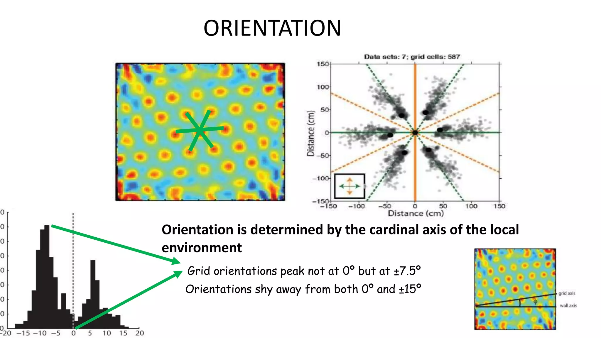 Orientation is determined by the cardinal axis of the local
environment
Grid orientations peak not at 0º but at ±7.5º
Orientations shy away from both 0º and ±15º
ORIENTATION
 
