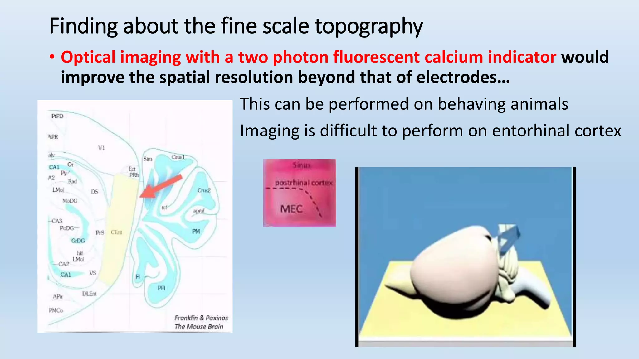 Finding about the fine scale topography
• Optical imaging with a two photon fluorescent calcium indicator would
improve the spatial resolution beyond that of electrodes…
This can be performed on behaving animals
Imaging is difficult to perform on entorhinal cortex
 