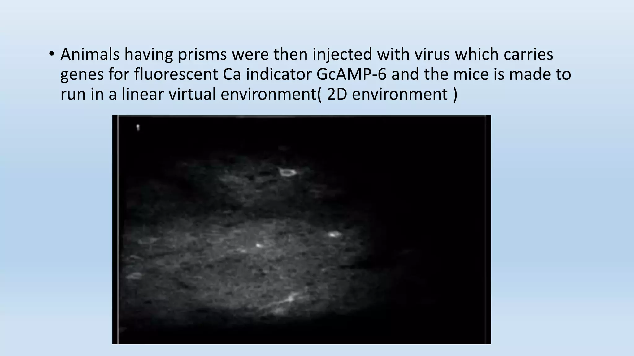• Animals having prisms were then injected with virus which carries
genes for fluorescent Ca indicator GcAMP-6 and the mice is made to
run in a linear virtual environment( 2D environment )
 