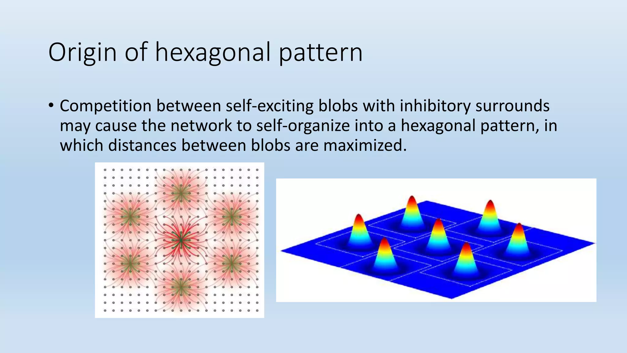 Origin of hexagonal pattern
• Competition between self-exciting blobs with inhibitory surrounds
may cause the network to self-organize into a hexagonal pattern, in
which distances between blobs are maximized.
 