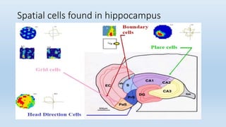 Positioning system in the brain the brain’s navigational place ...