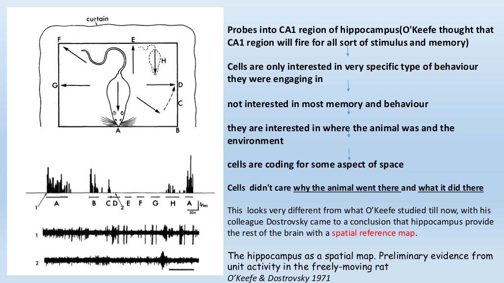 Positioning system in the brain the brain’s navigational place [autos…