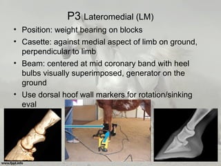 P3 Lateromedial (LM)
• Position: weight bearing on blocks
• Casette: against medial aspect of limb on ground,
perpendicular to limb
• Beam: centered at mid coronary band with heel
bulbs visually superimposed, generator on the
ground
• Use dorsal hoof wall markers for rotation/sinking
eval
 