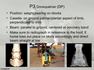 P3 Dorsopalmar (DP)
• Position: weight bearing on blocks
• Casette: on ground palmar/plantar aspect of limb,
perpendicular to limb
• Beam: parallel to ground, centered at coronary band
• Make sure to radiograph in reference to the hoof, if
horse toes out place on block accordingly and direct
beam straight at toe
 