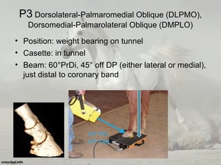P3 Dorsolateral-Palmaromedial Oblique (DLPMO),
Dorsomedial-Palmarolateral Oblique (DMPLO)
• Position: weight bearing on tunnel
• Casette: in tunnel
• Beam: 60°PrDi, 45° off DP (either lateral or medial),
just distal to coronary band
 