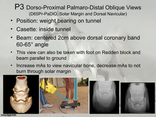 P3 Dorso-Proximal Palmaro-Distal Oblique Views
(D65Pr-PaDiO, Solar Margin and Dorsal Navicular)
• Position: weight bearing on tunnel
• Casette: inside tunnel
• Beam: centered 2cm above dorsal coronary band
60-65° angle
• This view can also be taken with foot on Redden block and
beam parallel to ground
• Increase mAs to view navicular bone, decrease mAs to not
burn through solar margin
 