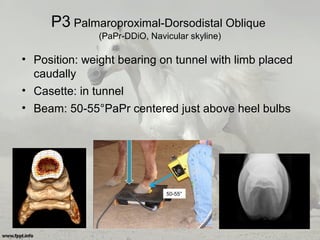 P3 Palmaroproximal-Dorsodistal Oblique
(PaPr-DDiO, Navicular skyline)
• Position: weight bearing on tunnel with limb placed
caudally
• Casette: in tunnel
• Beam: 50-55°PaPr centered just above heel bulbs
50-55°
 