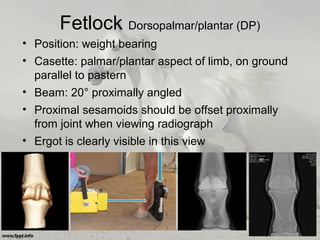 Fetlock Dorsopalmar/plantar (DP)
• Position: weight bearing
• Casette: palmar/plantar aspect of limb, on ground
parallel to pastern
• Beam: 20° proximally angled
• Proximal sesamoids should be offset proximally
from joint when viewing radiograph
• Ergot is clearly visible in this view
 