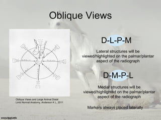 Oblique Views
Oblique Views and Large Animal Distal
Limb Normal Anatomy, Anderson K L, 2011
D-L-P-M
D-M-P-L
Lateral structures will be
viewed/highlighted on the palmar/plantar
aspect of the radiograph
Medial structures will be
viewed/highlighted on the palmar/plantar
aspect of the radiograph
Markers always placed laterally
 