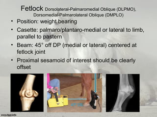 Fetlock Dorsolateral-Palmaromedial Oblique (DLPMO),
Dorsomedial-Palmarolateral Oblique (DMPLO)
• Position: weight bearing
• Casette: palmaro/plantaro-medial or lateral to limb,
parallel to pastern
• Beam: 45° off DP (medial or lateral) centered at
fetlock joint
• Proximal sesamoid of interest should be clearly
offset
 