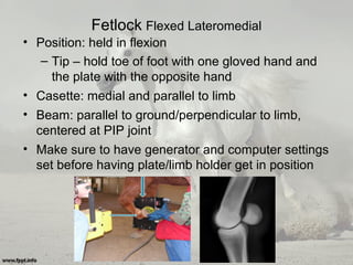 Fetlock Flexed Lateromedial
• Position: held in flexion
– Tip – hold toe of foot with one gloved hand and
the plate with the opposite hand
• Casette: medial and parallel to limb
• Beam: parallel to ground/perpendicular to limb,
centered at PIP joint
• Make sure to have generator and computer settings
set before having plate/limb holder get in position
 