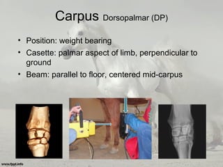 Carpus Dorsopalmar (DP)
• Position: weight bearing
• Casette: palmar aspect of limb, perpendicular to
ground
• Beam: parallel to floor, centered mid-carpus
 