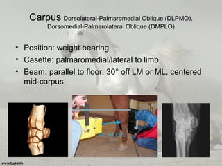 Carpus Dorsolateral-Palmaromedial Oblique (DLPMO),
Dorsomedial-Palmarolateral Oblique (DMPLO)
• Position: weight bearing
• Casette: palmaromedial/lateral to limb
• Beam: parallel to floor, 30° off LM or ML, centered
mid-carpus
 