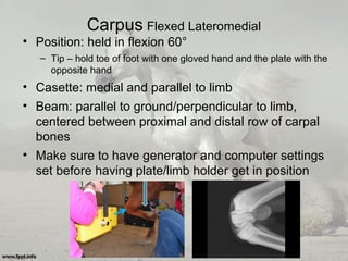 Carpus Flexed Lateromedial
• Position: held in flexion 60°
– Tip – hold toe of foot with one gloved hand and the plate with the
opposite hand
• Casette: medial and parallel to limb
• Beam: parallel to ground/perpendicular to limb,
centered between proximal and distal row of carpal
bones
• Make sure to have generator and computer settings
set before having plate/limb holder get in position
 