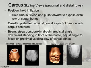 Carpus Skyline Views (proximal and distal rows)
• Position: held in flexion
– Hold limb in flexion and push forward to expose distal
row of carpal bones
• Casette: plate held against dorsal aspect of cannon with
carpus centered
• Beam: steep dorsoproximal-palmarodistal angle
downward standing in front of the horse, adjust angle to
focus on proximal vs distal row of carpal bones
Distal – ulnar, 4th
, 3rd
, 2nd
Proximal – ulnar, intermediate, radial
 