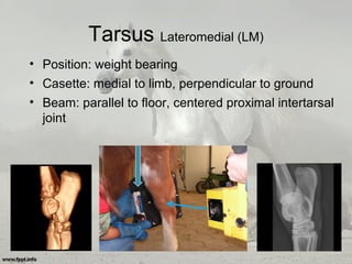 Tarsus Lateromedial (LM)
• Position: weight bearing
• Casette: medial to limb, perpendicular to ground
• Beam: parallel to floor, centered proximal intertarsal
joint
 