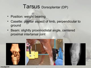 Tarsus Dorsoplantar (DP)
• Position: weight bearing
• Casette: plantar aspect of limb, perpendicular to
ground
• Beam: slightly proximodistal angle, centered
proximal intertarsal joint
 